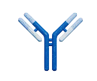 Biotinylated Antibody