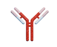 Capture Antibody