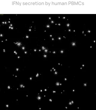 IFNy secretion by human PBMCs